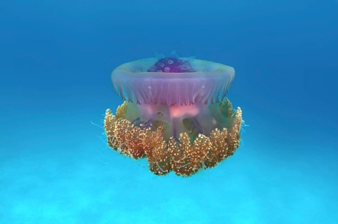 Crown Jellyfish or Cauliflower Jellyfish (Cephea cephea)