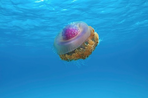 Crown Jellyfish or Cauliflower Jellyfish (Cephea cephea)