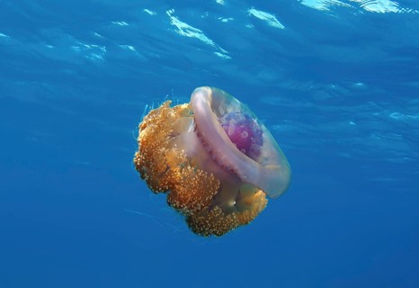 Crown Jellyfish or Cauliflower Jellyfish (Cephea cephea)