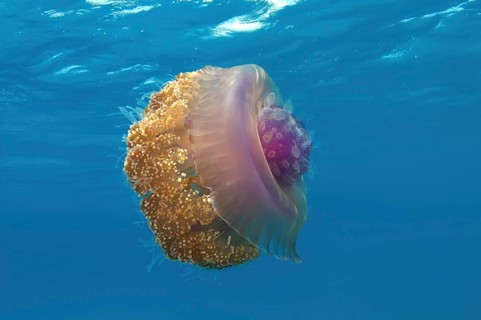 Crown Jellyfish or Cauliflower Jellyfish (Cephea cephea)