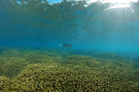 Short-nosed Unicornfish or Spotted Unicornfish (Naso brevirostris) at a coral reef with Jeweled Finger Corals (Porites cylindrica)