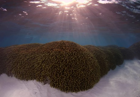 Jeweled Finger Coral (Porites cylindrica)
