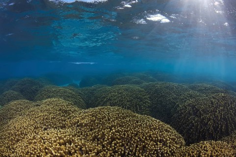 Garfish or Sea Needle (Belone belone) over a coral reef