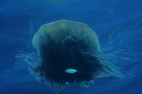 Lion's mane jellyfish