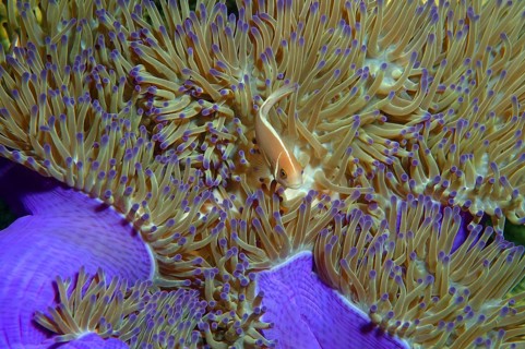 Pink skunk clownfish or pink anemonefish (Amphiprion perideraion)