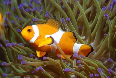 Ocellaris clownfish