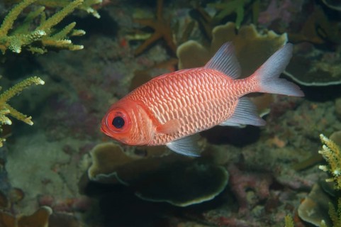 Blue-lined squirrelfish (Sargocentron tiere)