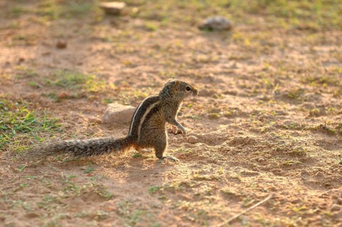 Indian Palm Squirrel or Three-striped Palm Squirrel (Funambulus palmarum) standing on hind legs and looking ahead