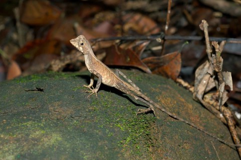 Brown-patched Kangaroo Lizard