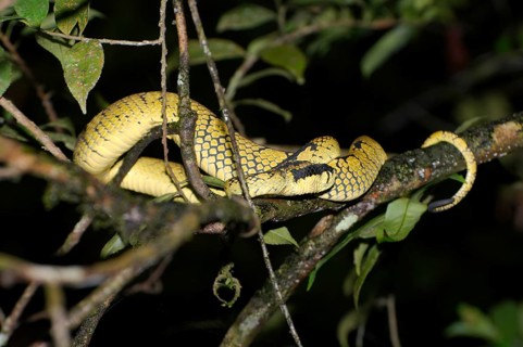 Sri Lankan Pit Viper