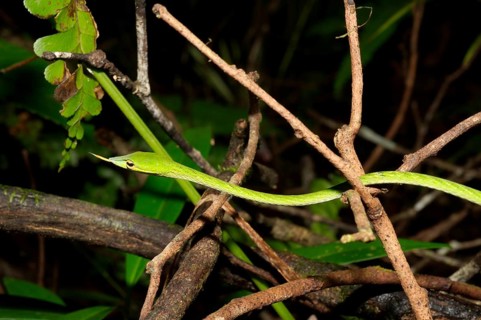 Long-nosed Tree Snake
