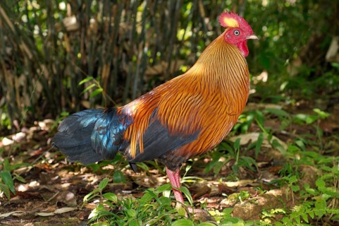 Sri Lankan Junglefowl or Ceylon Junglefowl (Gallus lafayetii) walking through the jungle