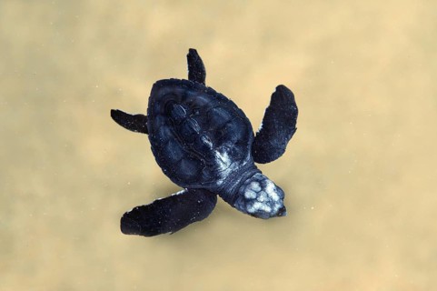Baby Pacific Ridley Sea Turtle