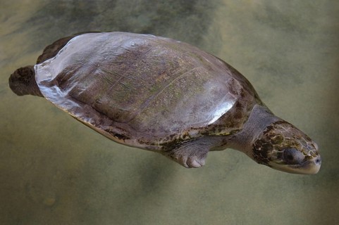 Wounded turtle without fin