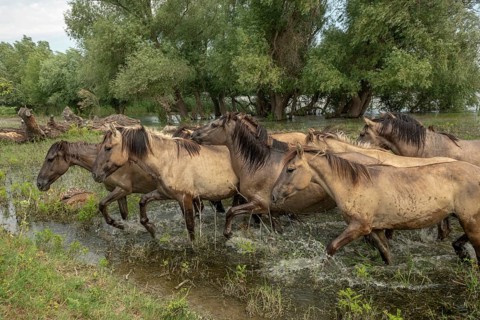 Herd of wild Konik horses in Danube delta