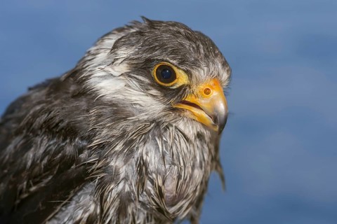 Amur falcon (Falco amurensis)