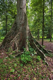 Bengal Almond tree (Terminalia catappa)