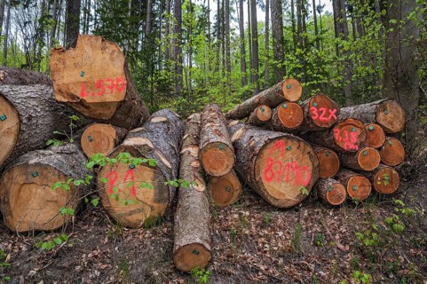 Pile of tree trunks