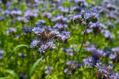 Bee pasture