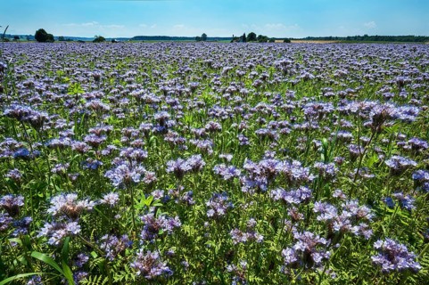 Bee pasture