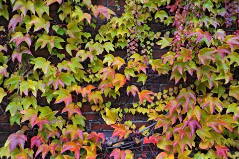 Boston Ivy (Parthenocissus tricuspidata)