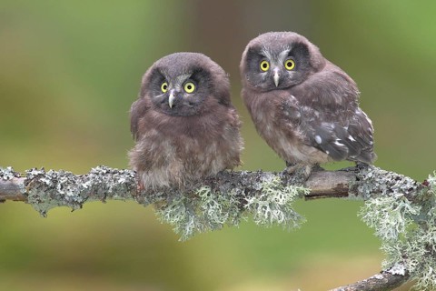 Boreal owls (Aegolius funereus)
