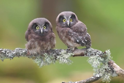 Boreal owls (Aegolius funereus)