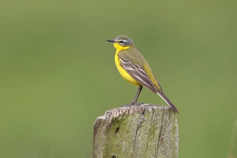 Blue headed wagtail (Motacilla flava flava)
