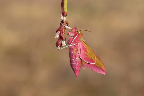 Elephant hawk-moth (Deilephila elpenor) on branch