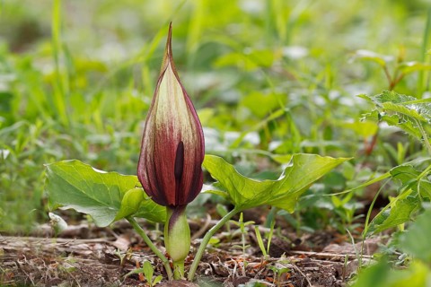 Wild Arum (Arum maculatum)