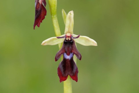 Fly Orchid (Ophrys insectifera)