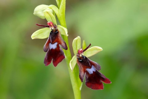 Fly Orchid (Ophrys insectifera)
