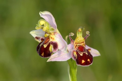 Bee Orchid (Ophrys apifera)