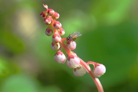 Snowline Wintergreen (Pyrola minor)