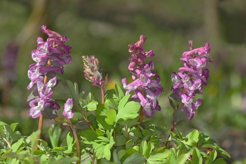 Hollowroot (Corydalis cava)