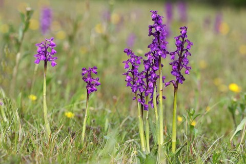 Green-winged Orchid (Orchis morio)