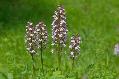 Lady Orchid (Orchis purpurea)