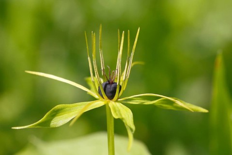 Herb Paris (Paris quadrifolia)