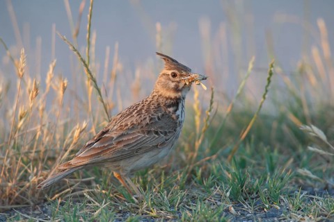 Crested Lark (Galerida cristata) standing in the grass with food