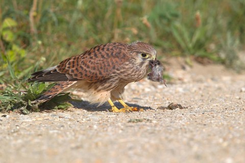 Common Kestrel (Falco tinnunculus)