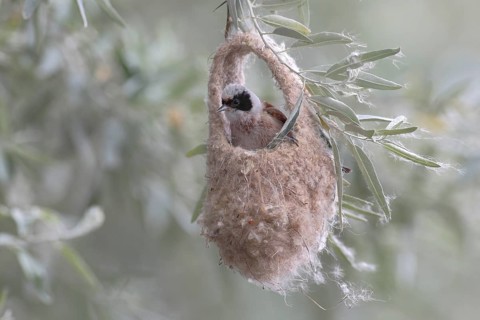Eurasian Penduline Tit (Remiz pendulinus)