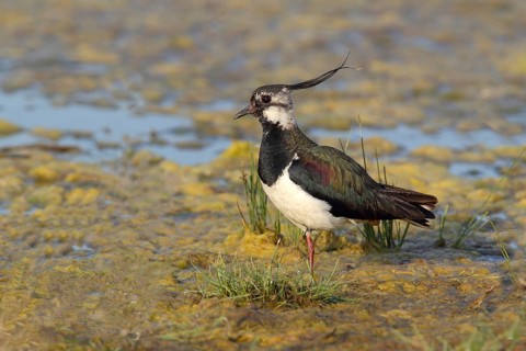Northern Lapwing (Vanellus vanellus) standing in shallow water