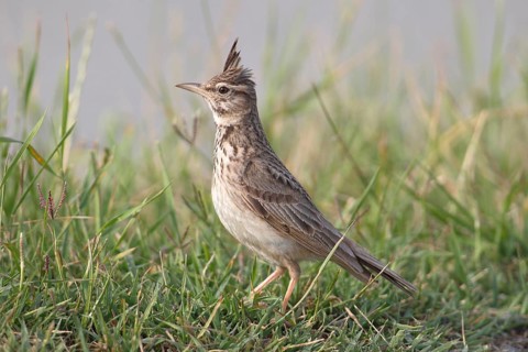 Crested Lark (Galerida cristata) sitting in the grass