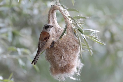 Eurasian Penduline Tit (Remiz pendulinus)