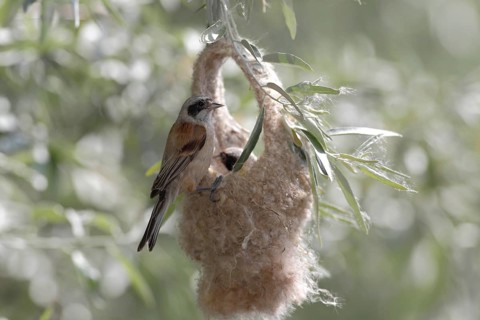 Eurasian Penduline Tit (Remiz pendulinus)