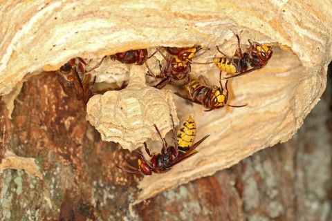 European hornets (Vespa crabro)