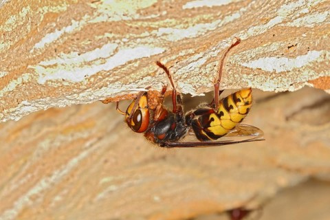 European hornet (Vespa crabro)