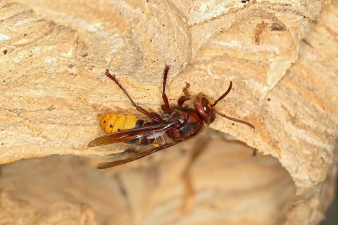 European hornet (Vespa crabro)