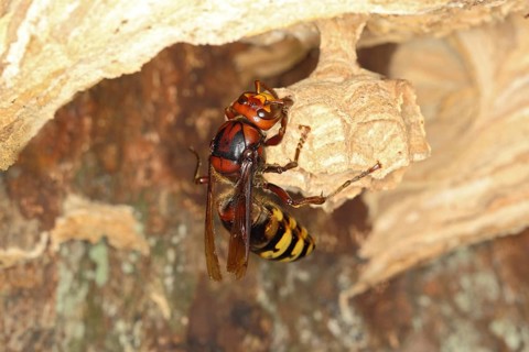 European hornet queen (Vespa crabro)