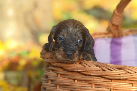 Dachshund (Canis lupus familiaris) puppy sitting in basket